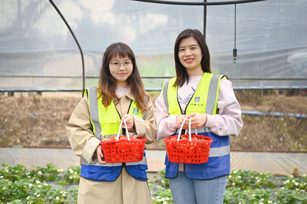 女職工參加摘草莓活動。