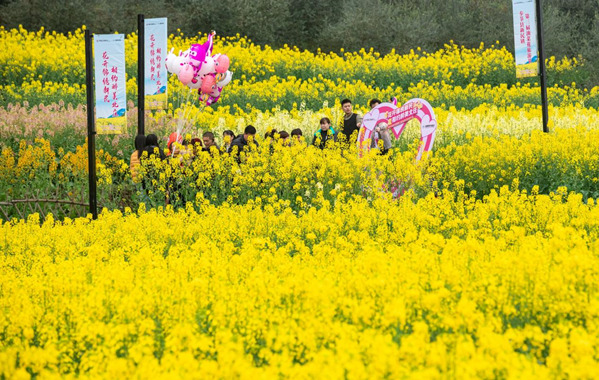 游客在油菜花田間拍照觀賞。王傳貴攝