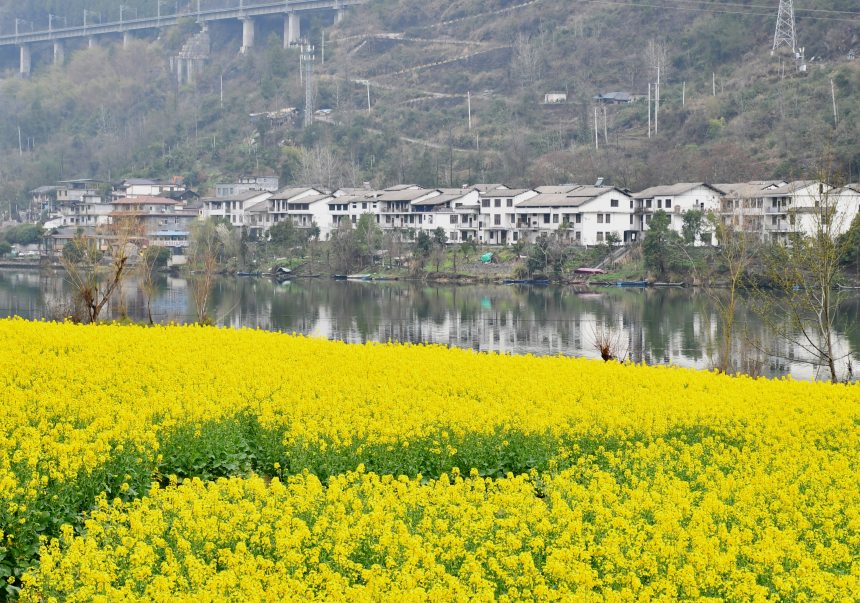 重慶市黔江區阿蓬江沿岸的油菜花。張瑜洋攝