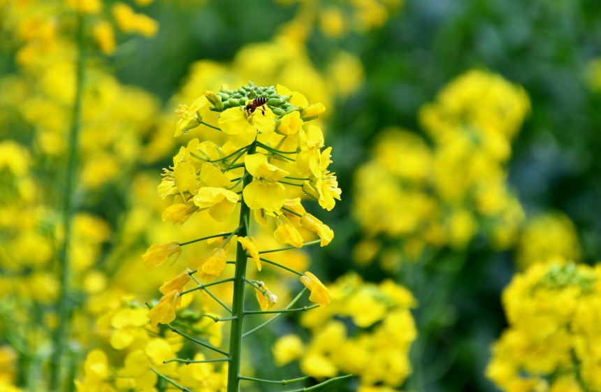 阿蓬江沿岸的油菜花進入盛花期。張瑜洋攝