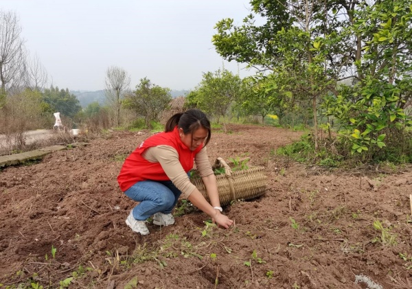 志愿者帮助村民栽种玉米苗。石船镇供图