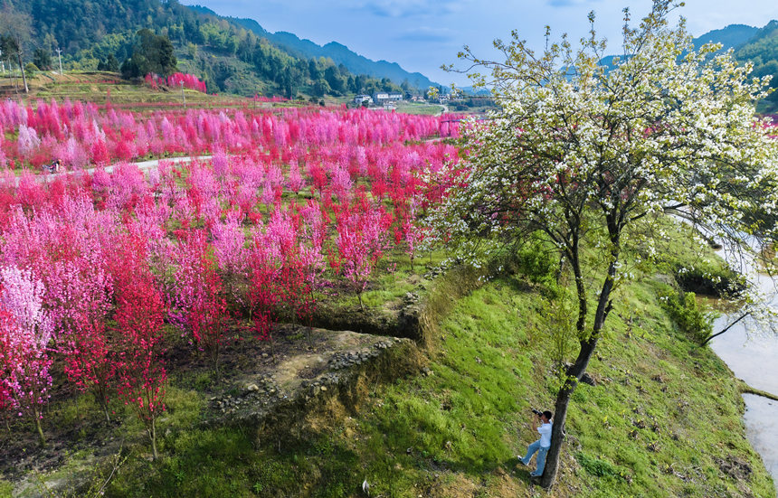 重慶市南川區白沙鎮的觀賞性桃花次第開放。汪新攝