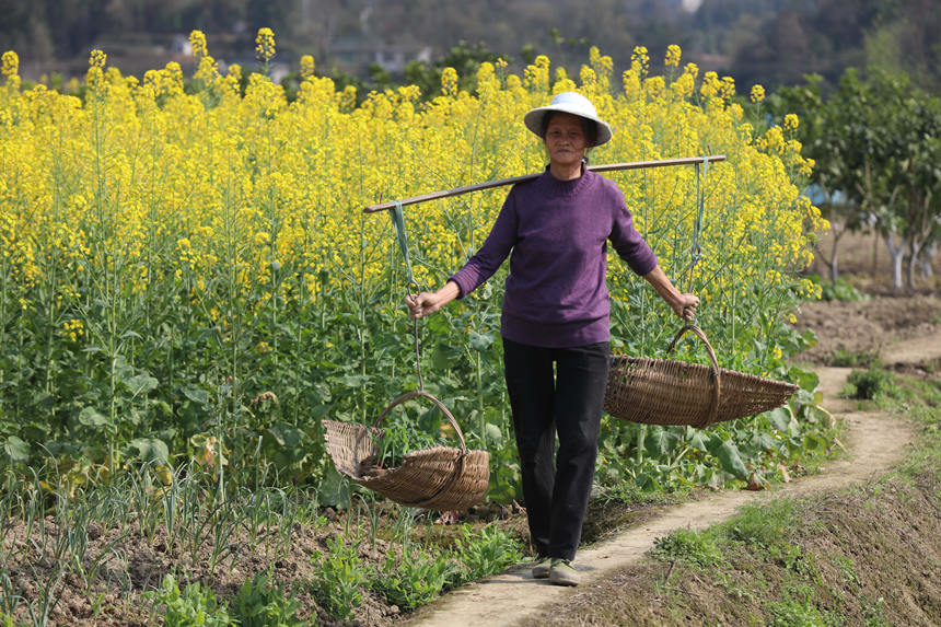 保家镇三江口村，村民挑着准备移栽的玉米苗走在田埂上。廖唯摄