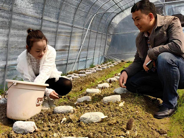 村民在产业基地采摘羊肚菌。秀山县委组织部供图