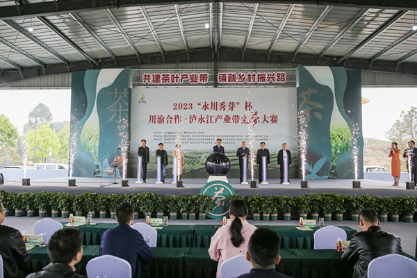2023“永川秀芽”杯川渝合作瀘永江產業帶採茶大賽舉行。陳科儒攝