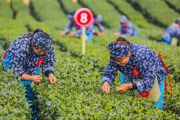 巧手飛舞採茶忙。陳科儒攝