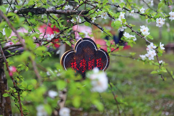 海棠花开。大足区委宣传部供图
