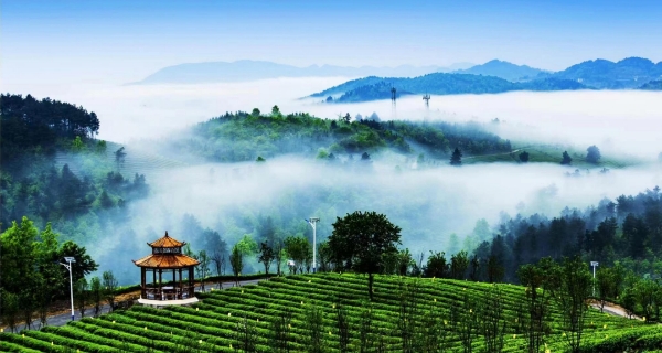 云雾缭绕的余庆苦丁茶山。余庆县文旅局供图