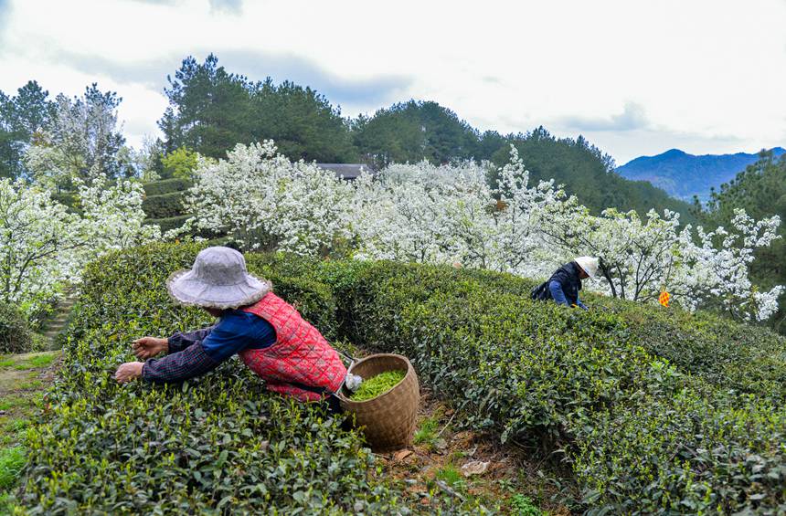 重庆市万州区长岭镇青石社区，村民正忙着采摘春茶。付作侨摄