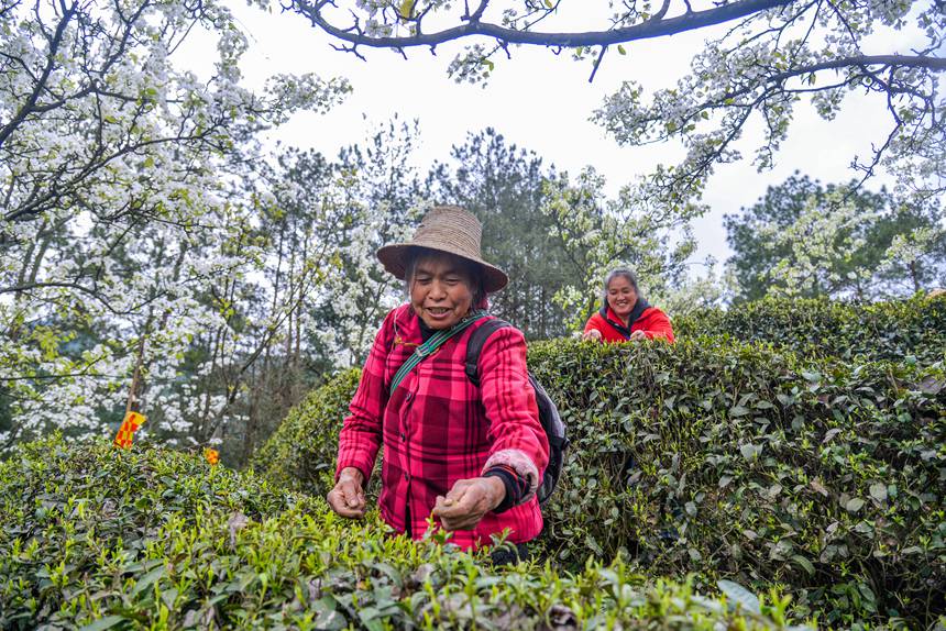 重庆市万州区长岭镇青石社区，村民正忙着采摘春茶。付作侨摄