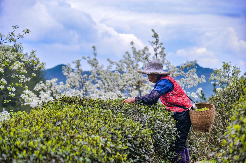 重慶市萬州區長嶺鎮青石社區，村民正忙著採摘春茶。付作僑攝