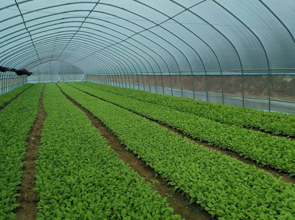 蔬菜大棚育苗。妙泉镇供图