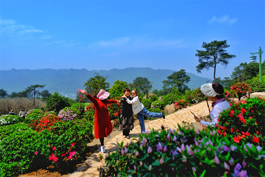 滿山杜鵑花吸引市民前來賞花踏春。郭旭攝