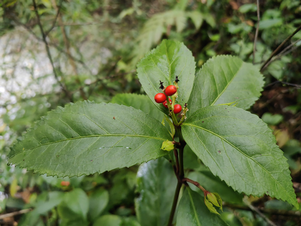 草珊瑚。周厚林摄