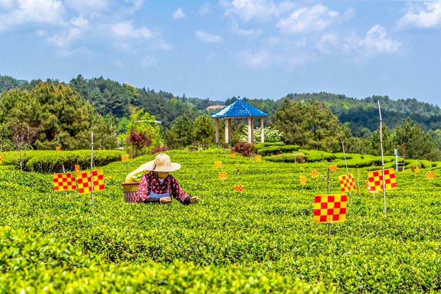 绿色生态茶园穿上了“花衣”。瞿明斌摄