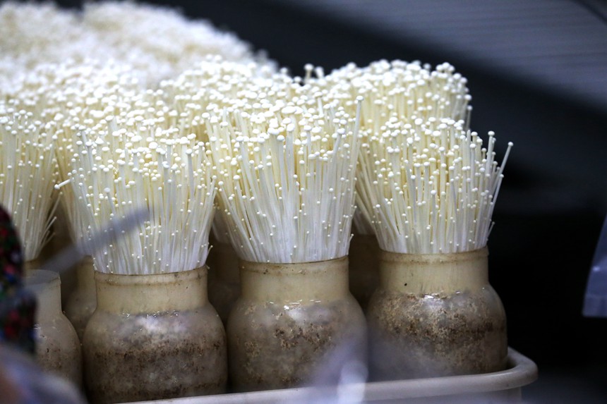 农业智能工厂内种植的金针菇。曹永龙摄