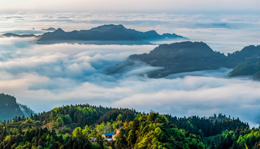 金佛山景区云雾漫山春色美。瞿明斌摄