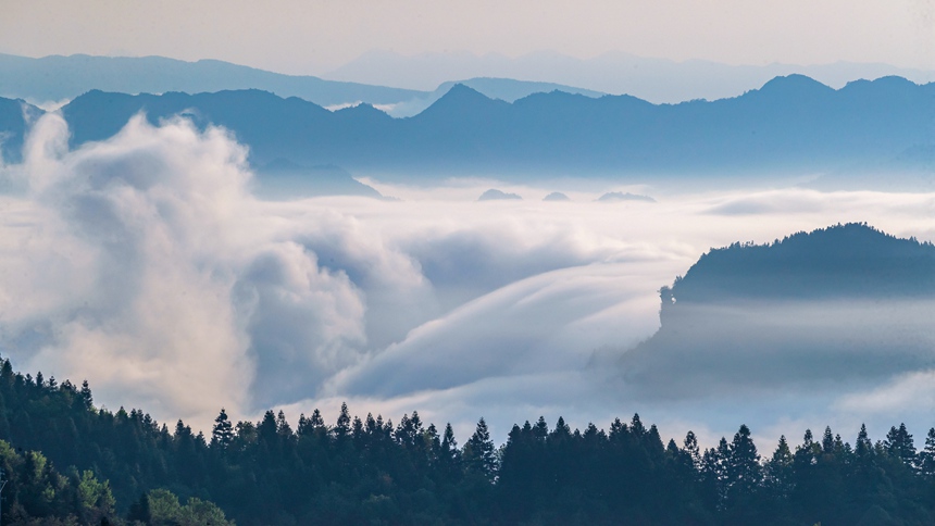 金佛山景区云雾漫山春色美。瞿明斌摄