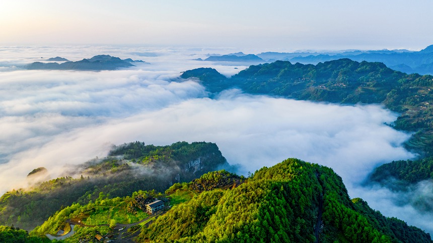 金佛山景区云雾漫山春色美。瞿明斌摄