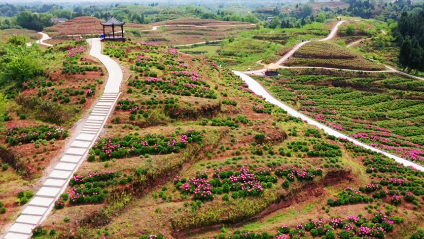 徐白村芍药观光区。龚长浩摄