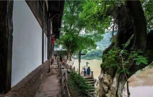 黄葛树。重庆市綦江旅游度假区建设管理委员会供图