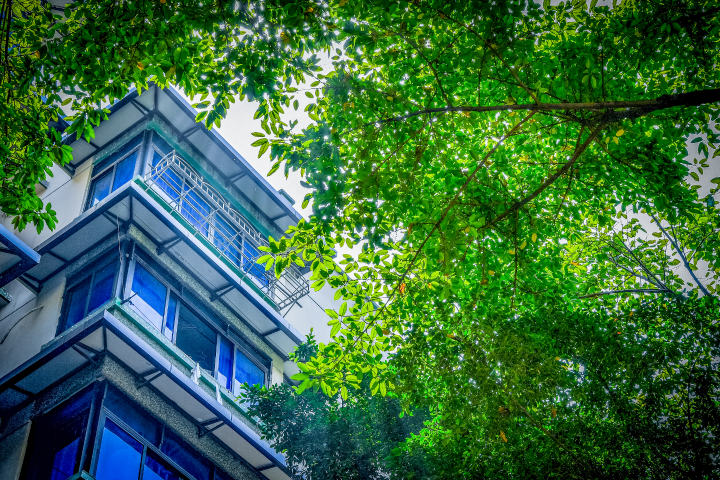 1民主村裡保留了許多參天的黃葛樹，隨處都有陰涼休息處。曹鳴鷗攝