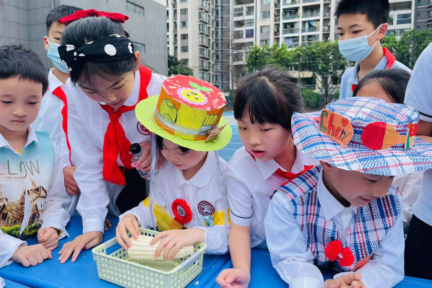 低年級孩子跟高年級學生學掰玉米。魯能巴蜀小學供圖