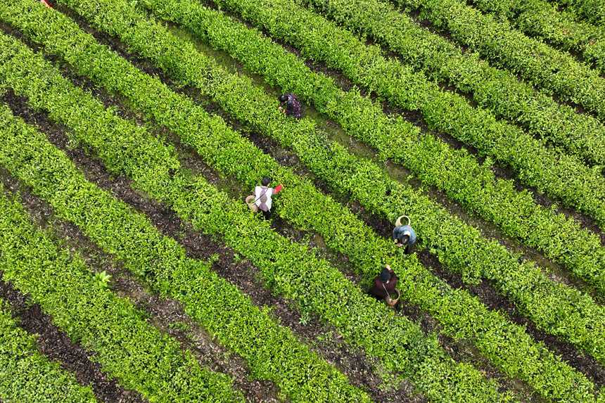 村民在茶葉種植基地採摘春茶。楊敏攝