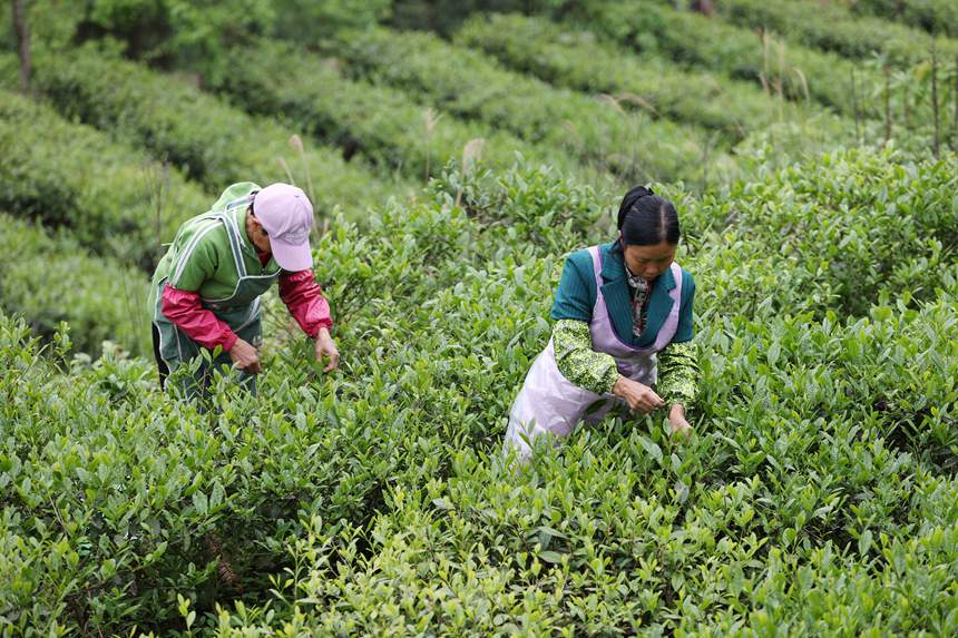 村民在茶葉種植基地採摘春茶。楊敏攝