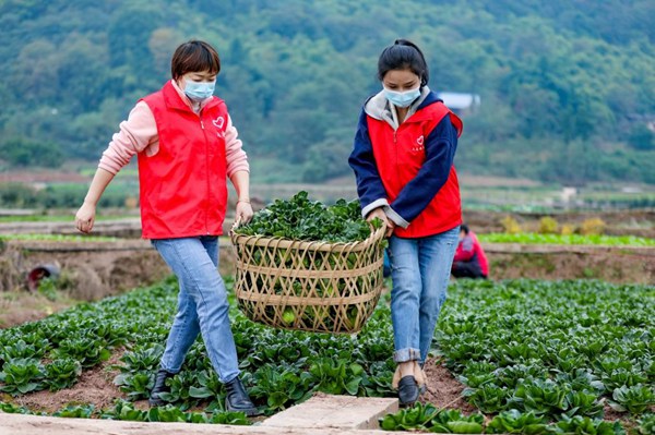 科學城青年志願者幫助搬運農戶滯銷蔬菜。西部（重慶）科學城供圖