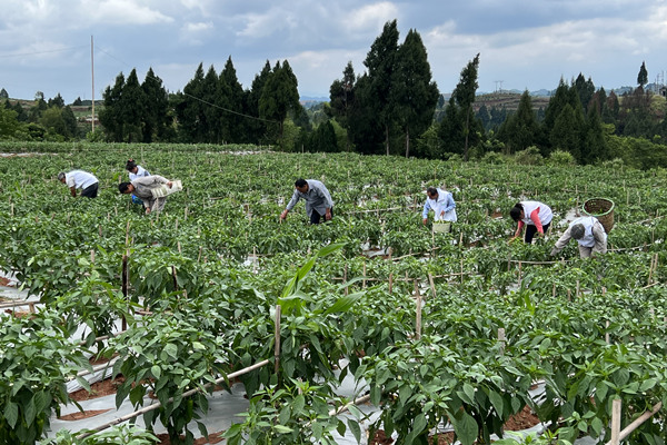 “和事佬”工作队组织人员帮种植户采摘青椒。潼南区委宣传部供图