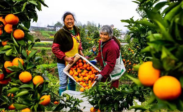 垫江县高峰柑橘水果丰收采收 。龚长浩摄