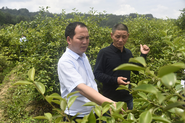同乐镇党委书记代伦查看油茶产业发展情况。黄河摄