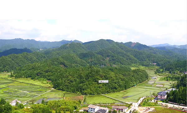 冷水镇莼菜基地。 柴妮争摄