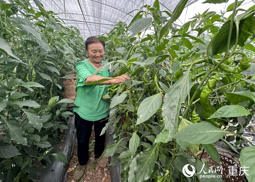 王永芳在设施蔬菜科技园采摘螺丝椒。人民网记者 刘政宁摄