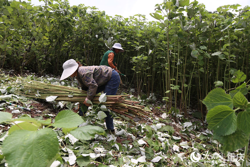 四川省大竹县妈妈镇苎麻种植基地，当地村民正在收割苎麻。 人民网记者 刘祎摄