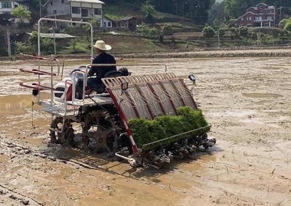 農機手張宗維開著水稻插秧機在田間地頭為插秧奔忙。石龍鎮供圖