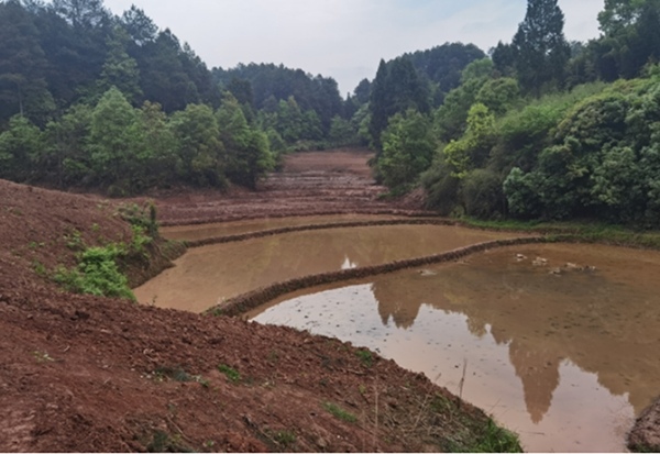大興村宜機化整治后的土地。石龍鎮供圖