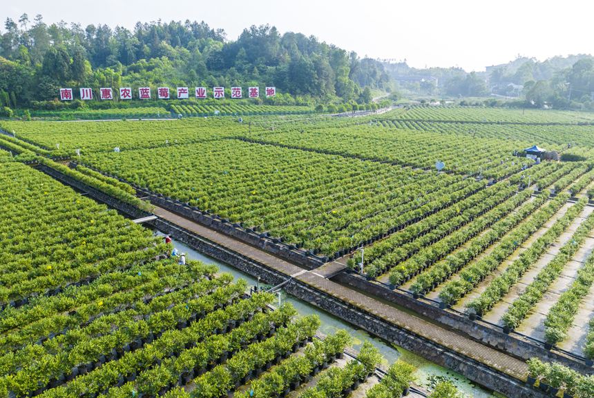 南川区大观镇的标准化蓝莓种植基地。甘昊旻摄