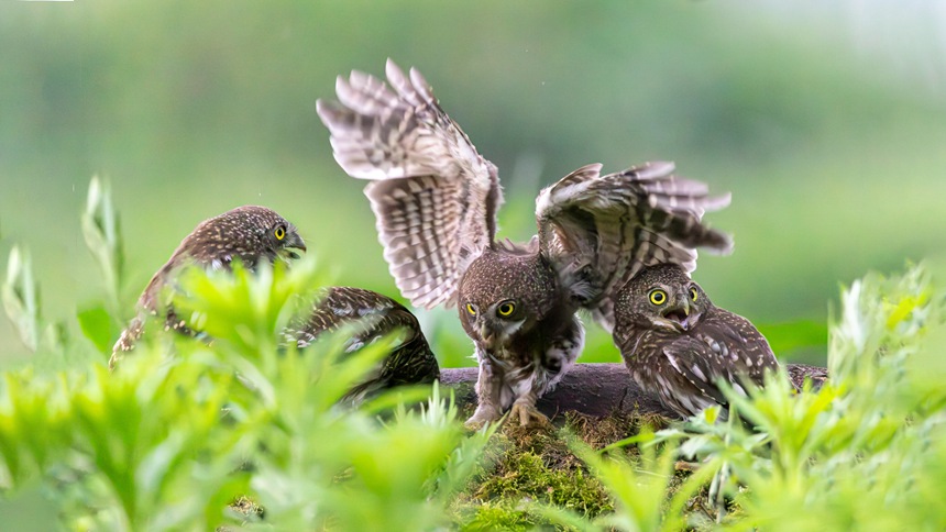 金佛山國家自然保護區裡嬉戲的斑頭鵂鹠幼鳥。瞿明斌攝