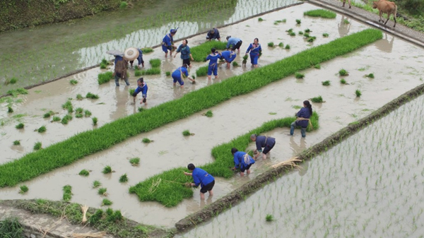 何家岩村民在准备秧苗插秧。活动主办方供图