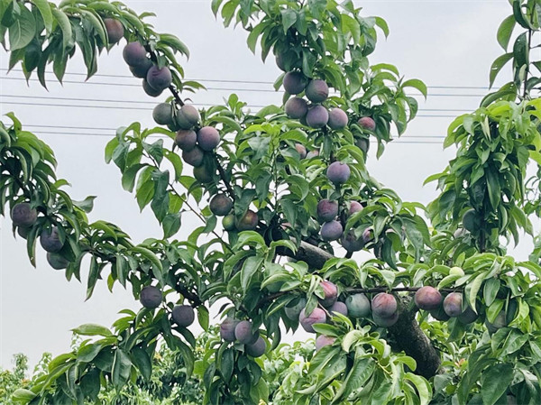 谊品：种植基地采果忙