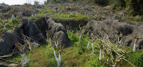 黔江石漠化治理。重慶市林業局供圖