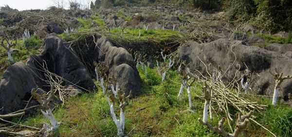 重庆石漠化土地面积5年减少440.83万亩