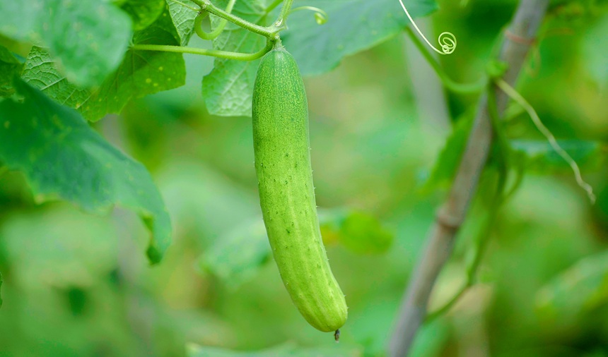 高峰梯田蔬菜。劉超攝