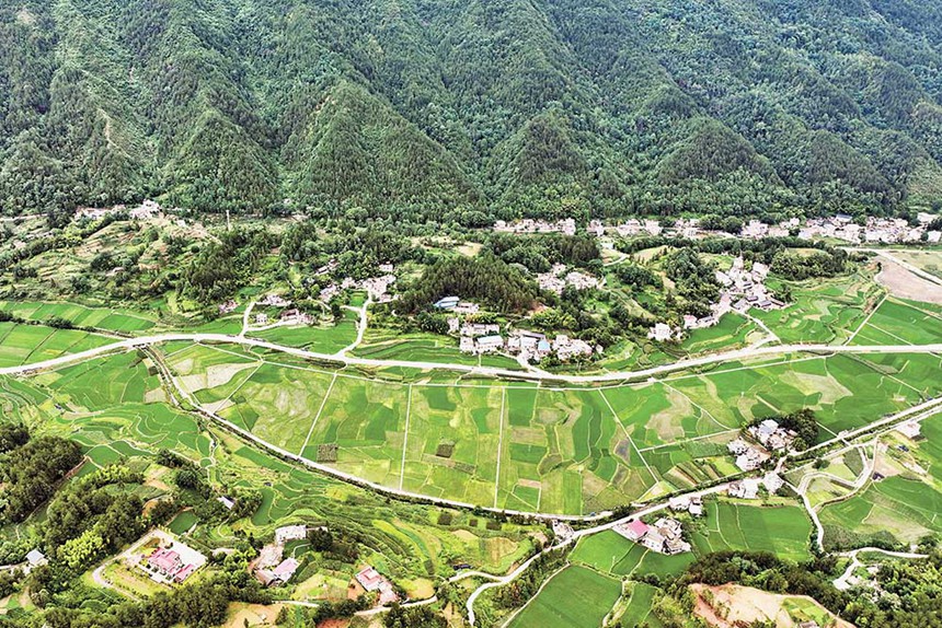 7月4日，黔江区马喇镇杉树村贡米稻田一角。马喇贡米已成为当地促进经济发展的农产品品牌。特约摄影 杨敏/视觉重庆