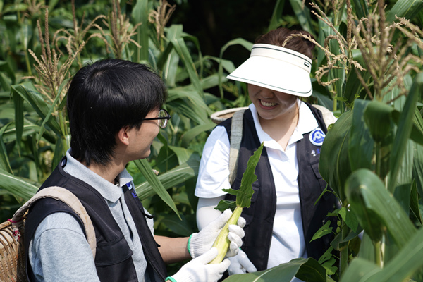 实践团成员在农户地里采摘玉米。陈家琦摄