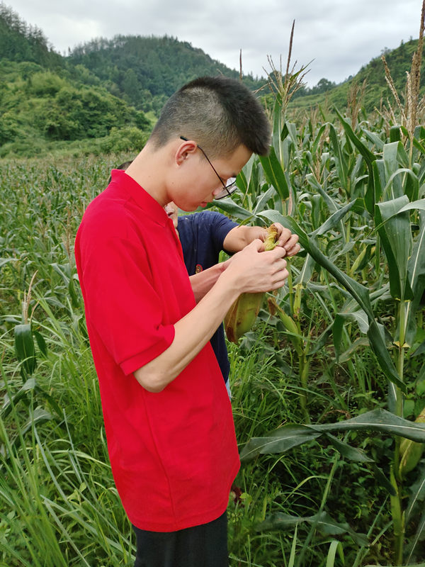 村民指導成員進行玉米質量分類。重慶工業職業技術學院供圖