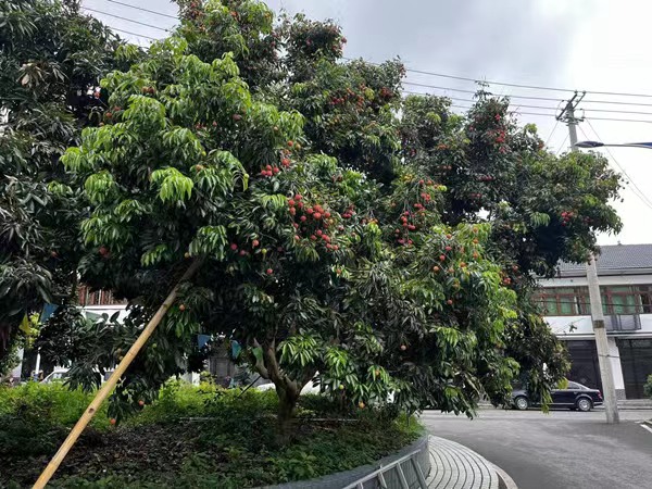 红彤彤的荔枝挂满枝头。蒋海涛摄
