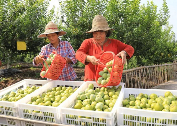 个头大如拳头！渝北古路“仙桃李”可以采摘啦(图1)